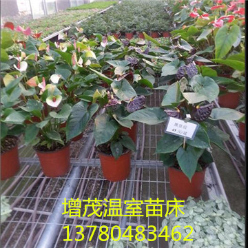 <a href='/' target='_blank'>育苗網(wǎng)廠家</a>