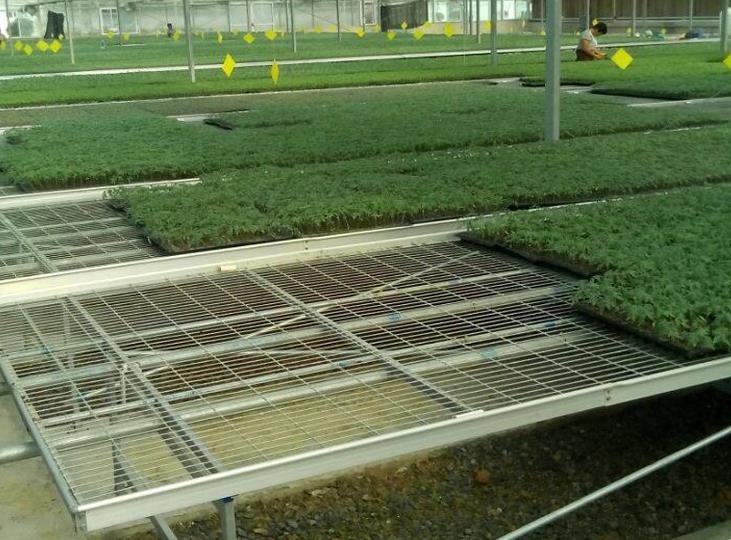 1564975161522814.jpg <a href='http://www.hzlrrj.cn/miaochuangsheshi/199.html'target='_blank'><a href='http://www.hzlrrj.cn/miaochuangsheshi/199.html'target='_blank'><a href='http://www.hzlrrj.cn/miaochuangsheshi/199.html'target='_blank'>育苗床</a></a></a>.jpg